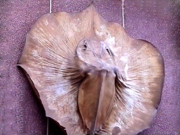 皇冠黑金魟魚能長多大：皇冠黑金魟魚的生長潛力