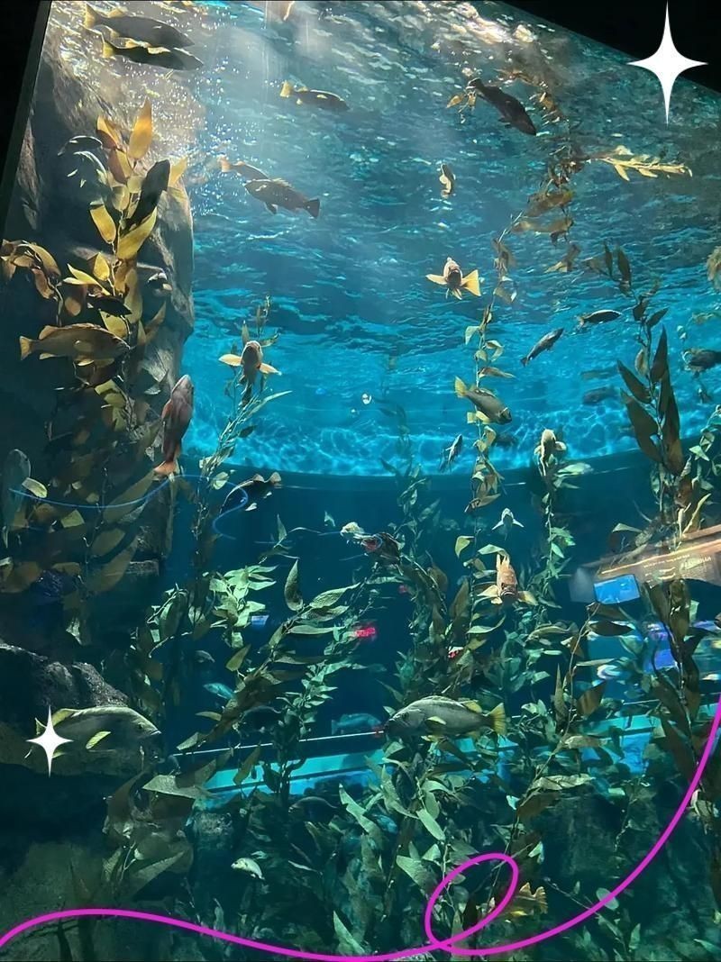 三亞水族店：*《三亞水族店》*，三亞水族館