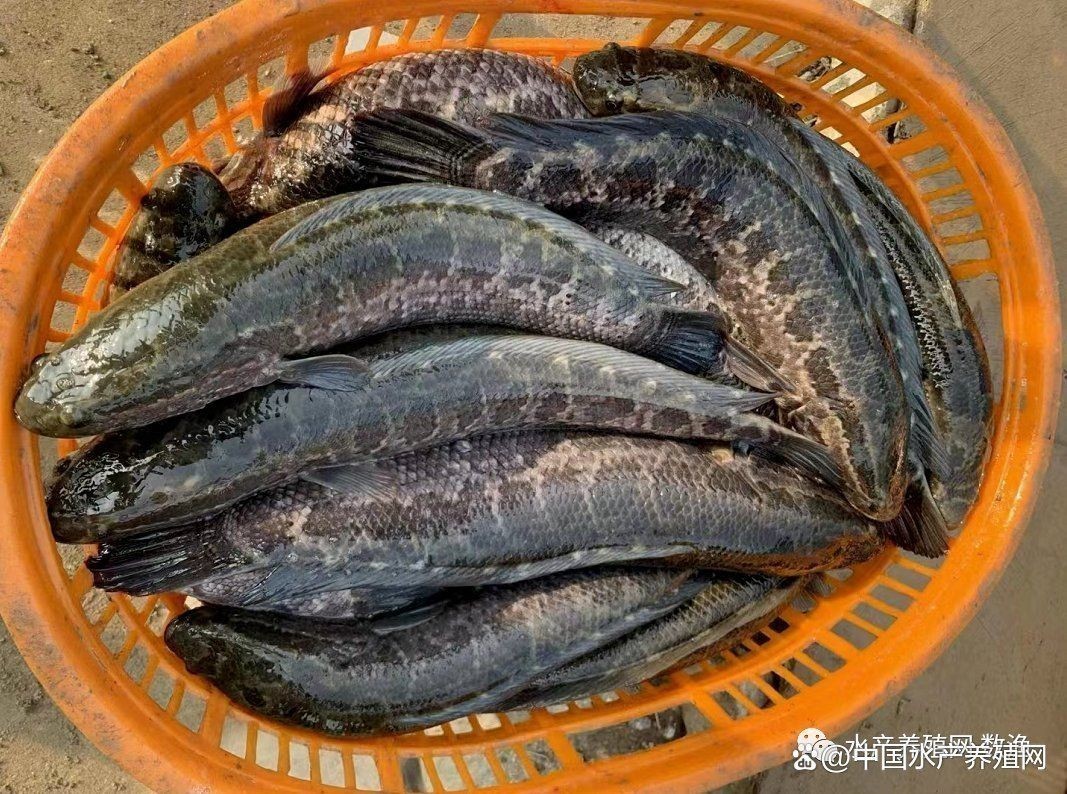 巨爆牙魚多少錢：巨爆牙魚的市場需求
