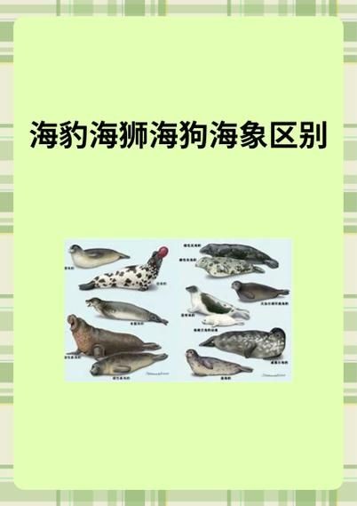 海獅海象海豹圖片：海獅、海象與海豹三類典型海洋哺乳動(dòng)物中的三巨頭