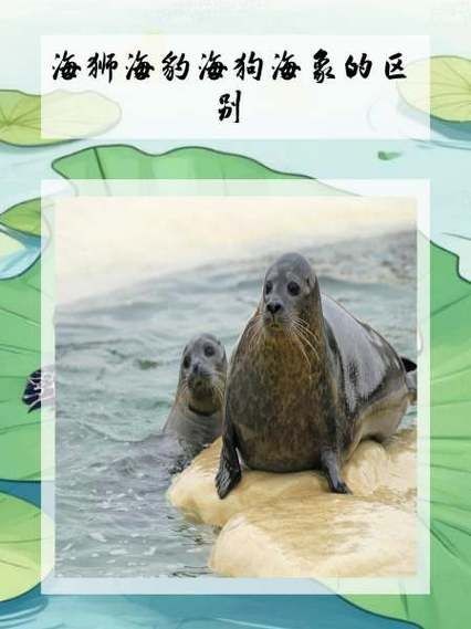 海獅海象海豹圖片：海獅、海象與海豹三類典型海洋哺乳動(dòng)物中的三巨頭