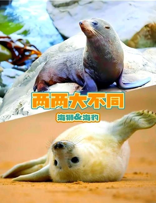 海獅海象海豹圖片：海獅、海象與海豹三類典型海洋哺乳動(dòng)物中的三巨頭