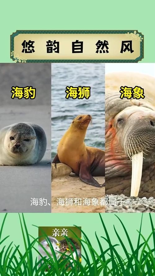 海獅海象海豹圖片：海獅、海象與海豹三類典型海洋哺乳動(dòng)物中的三巨頭