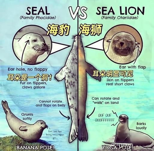 海獅海象海豹圖片：海獅、海象與海豹三類典型海洋哺乳動(dòng)物中的三巨頭