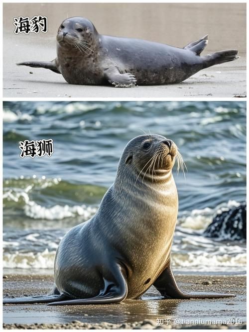 海獅海象海豹圖片：海獅、海象與海豹三類典型海洋哺乳動(dòng)物中的三巨頭