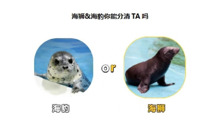 海獅海象海豹圖片：海獅、海象與海豹三類典型海洋哺乳動(dòng)物中的三巨頭