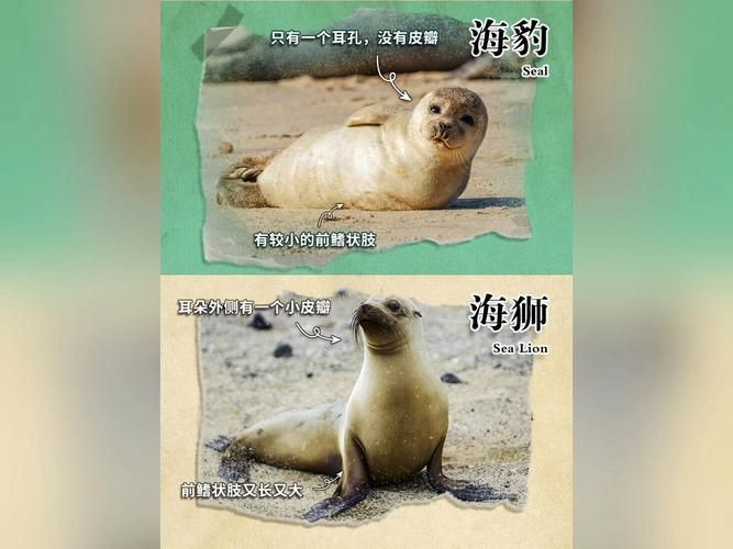 海獅海象海豹圖片：海獅、海象與海豹三類典型海洋哺乳動(dòng)物中的三巨頭