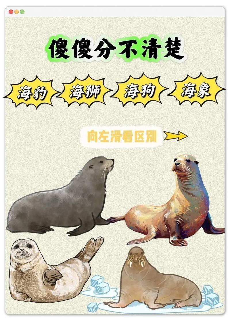 海獅海象海豹圖片：海獅、海象與海豹三類典型海洋哺乳動(dòng)物中的三巨頭