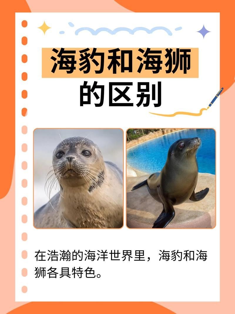 海獅海象海豹圖片：海獅、海象與海豹三類典型海洋哺乳動(dòng)物中的三巨頭