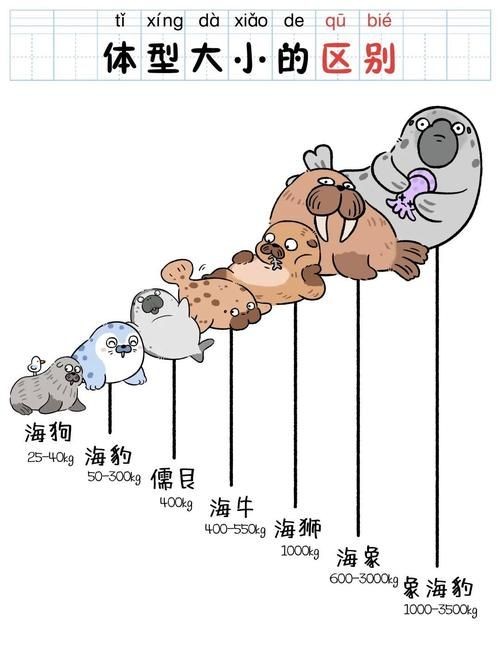 海獅海象海豹圖片：海獅、海象與海豹三類典型海洋哺乳動(dòng)物中的三巨頭