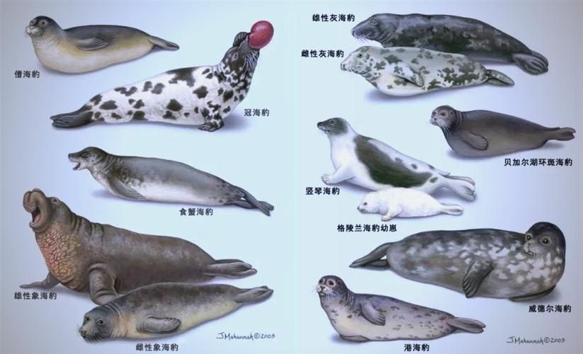 海獅海象海豹圖片：海獅、海象與海豹三類典型海洋哺乳動(dòng)物中的三巨頭