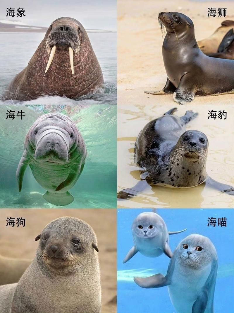 海獅海象海豹圖片：海獅、海象與海豹三類典型海洋哺乳動(dòng)物中的三巨頭