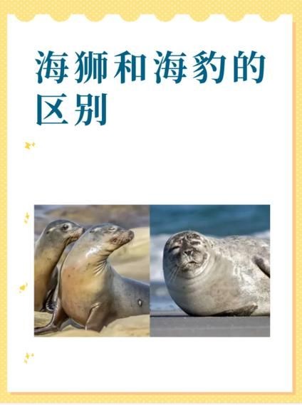 海獅海象海豹圖片：海獅、海象與海豹三類典型海洋哺乳動(dòng)物中的三巨頭