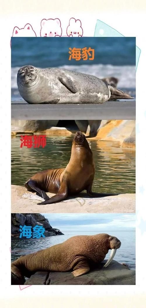 海獅海象海豹圖片：海獅、海象與海豹三類典型海洋哺乳動(dòng)物中的三巨頭