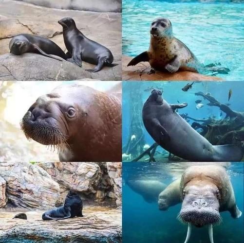 海獅海象海豹圖片：海獅、海象與海豹三類典型海洋哺乳動(dòng)物中的三巨頭