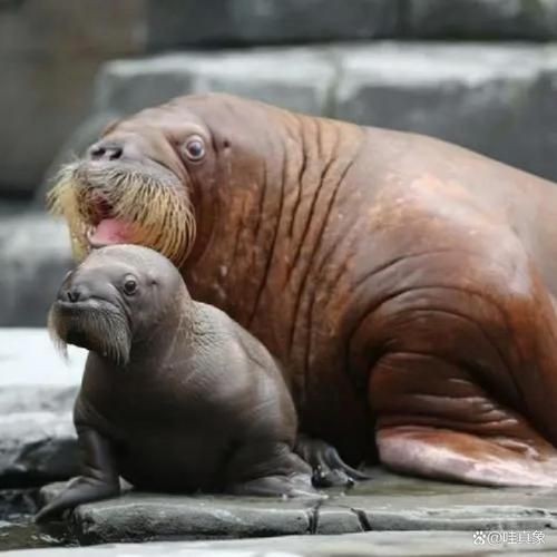 海獅海象海豹圖片：海獅、海象與海豹三類典型海洋哺乳動(dòng)物中的三巨頭
