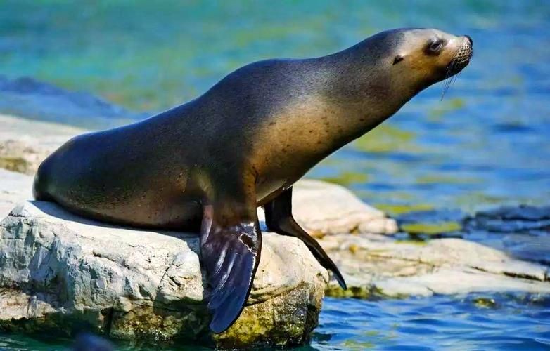 海獅海象海豹圖片：海獅、海象與海豹三類典型海洋哺乳動(dòng)物中的三巨頭