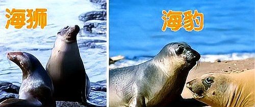 海獅海象海豹圖片：海獅、海象與海豹三類典型海洋哺乳動(dòng)物中的三巨頭