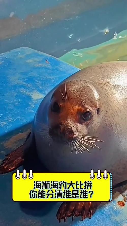 海獅海象海豹圖片：海獅、海象與海豹三類典型海洋哺乳動(dòng)物中的三巨頭