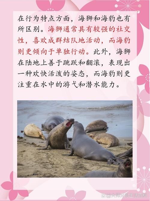 海獅海象海豹圖片：海獅、海象與海豹三類典型海洋哺乳動(dòng)物中的三巨頭