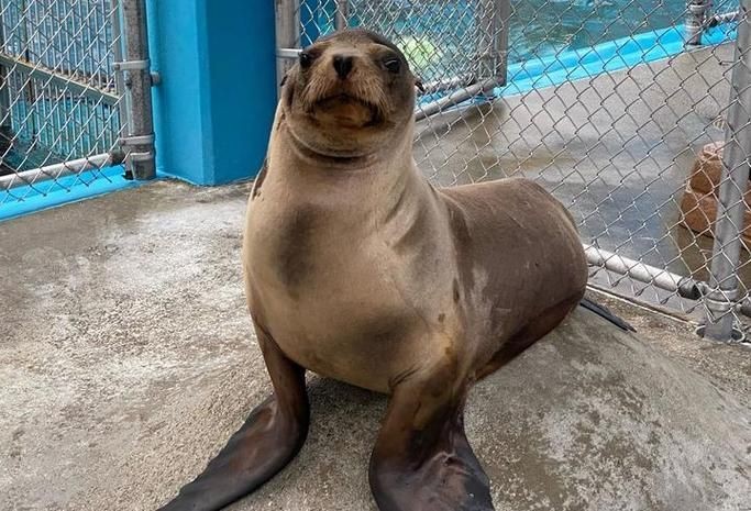 海獅海象海豹圖片：海獅、海象與海豹三類典型海洋哺乳動(dòng)物中的三巨頭