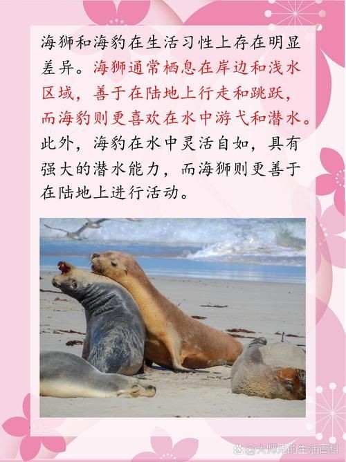 海獅海象海豹圖片：海獅、海象與海豹三類典型海洋哺乳動(dòng)物中的三巨頭