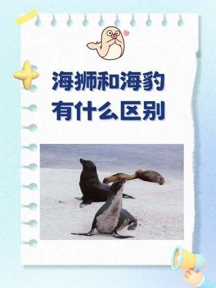 海獅海象海豹圖片：海獅、海象與海豹三類典型海洋哺乳動(dòng)物中的三巨頭
