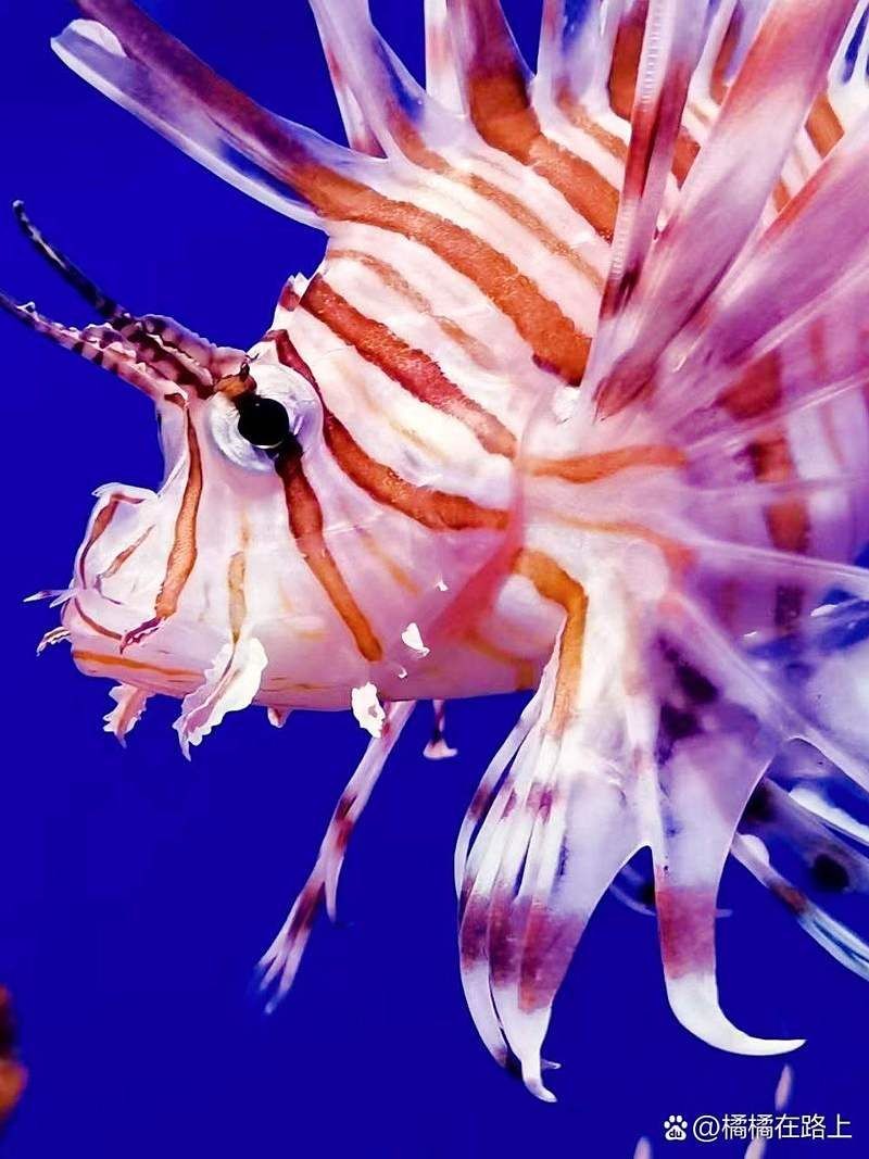 內江水族館：*《海底世界———內江水族館》
