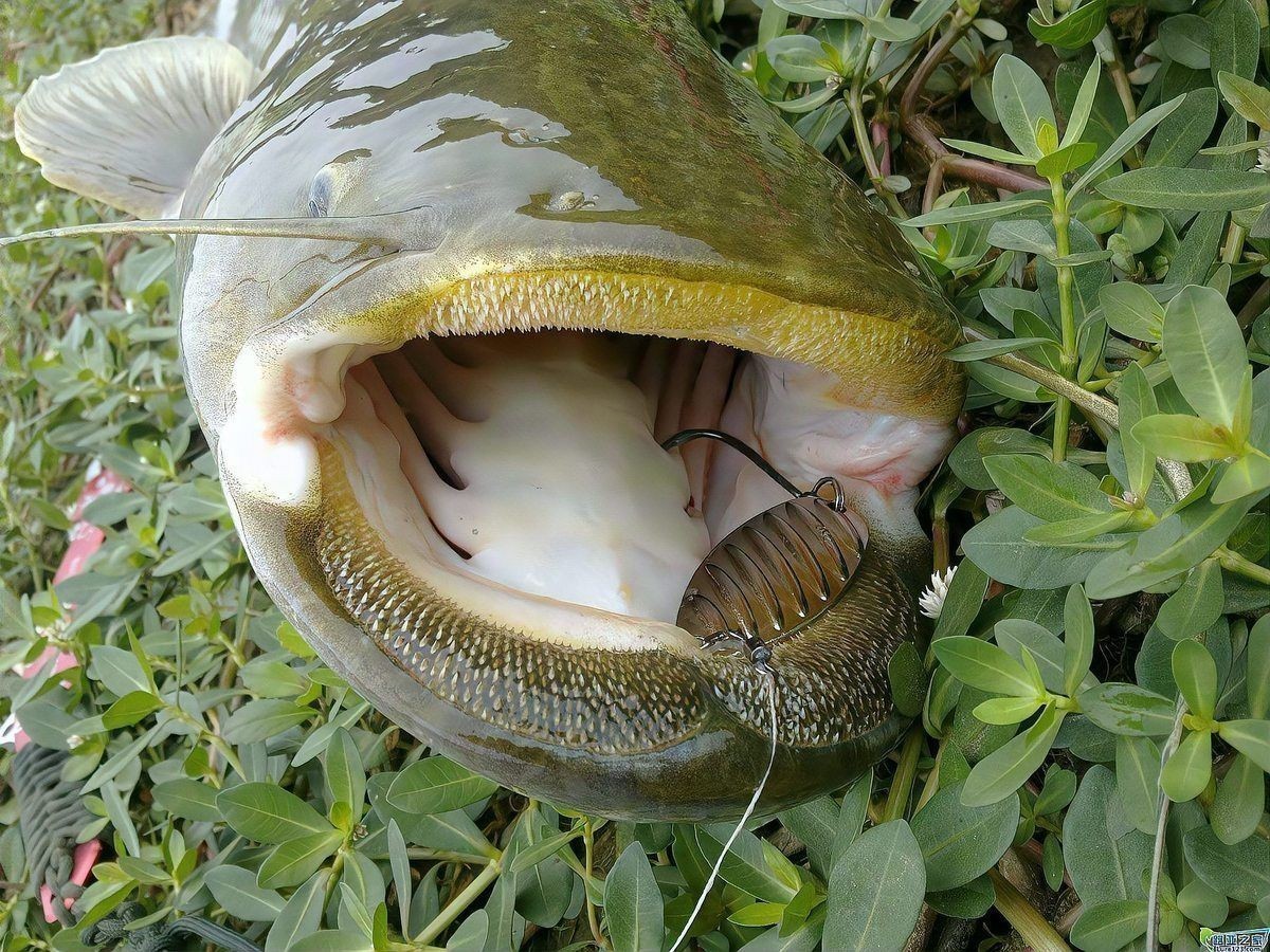 家里養鯰魚給氧氣嗎：家庭養殖鯰魚養殖鯰魚需求特殊情況下