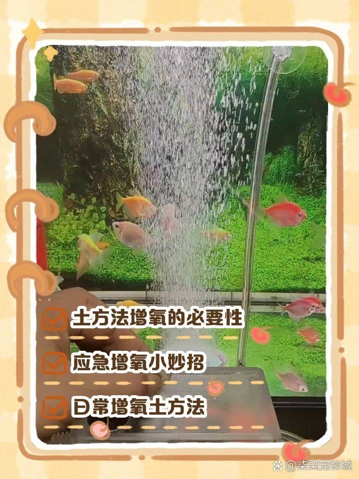 家里養鯰魚給氧氣嗎：家庭養殖鯰魚養殖鯰魚需求特殊情況下
