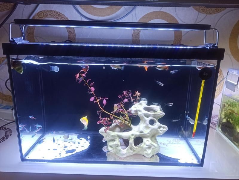 家里養鯰魚給氧氣嗎：家庭養殖鯰魚養殖鯰魚需求特殊情況下