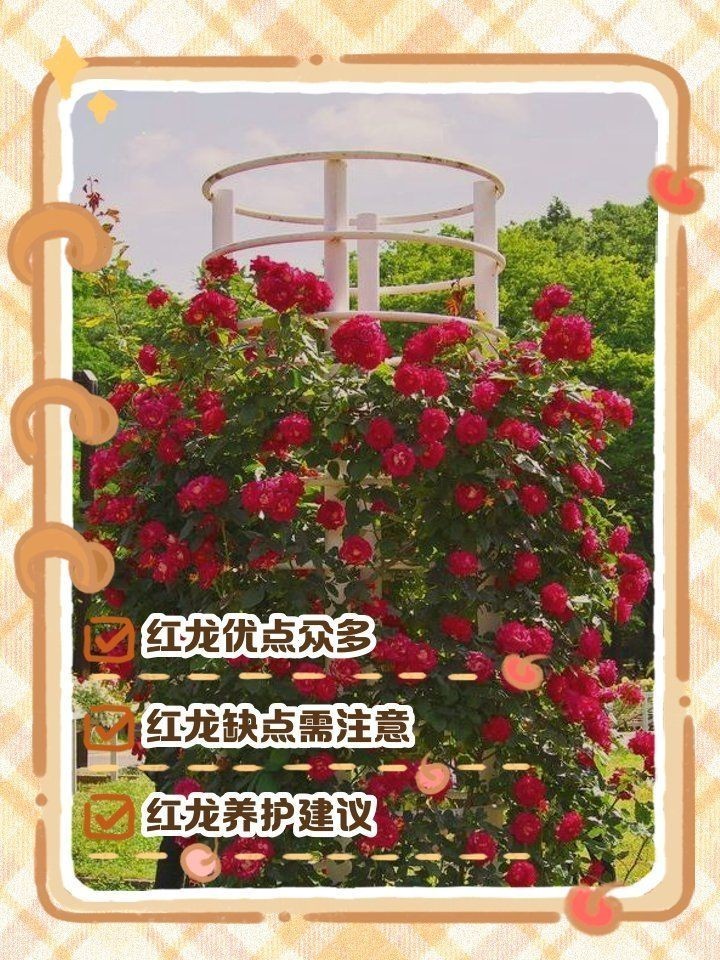 紅龍最不建議養的月季品種：“紅龍最不建議養的月季品種的紅龍，旨在為新手花友提供避坑指南