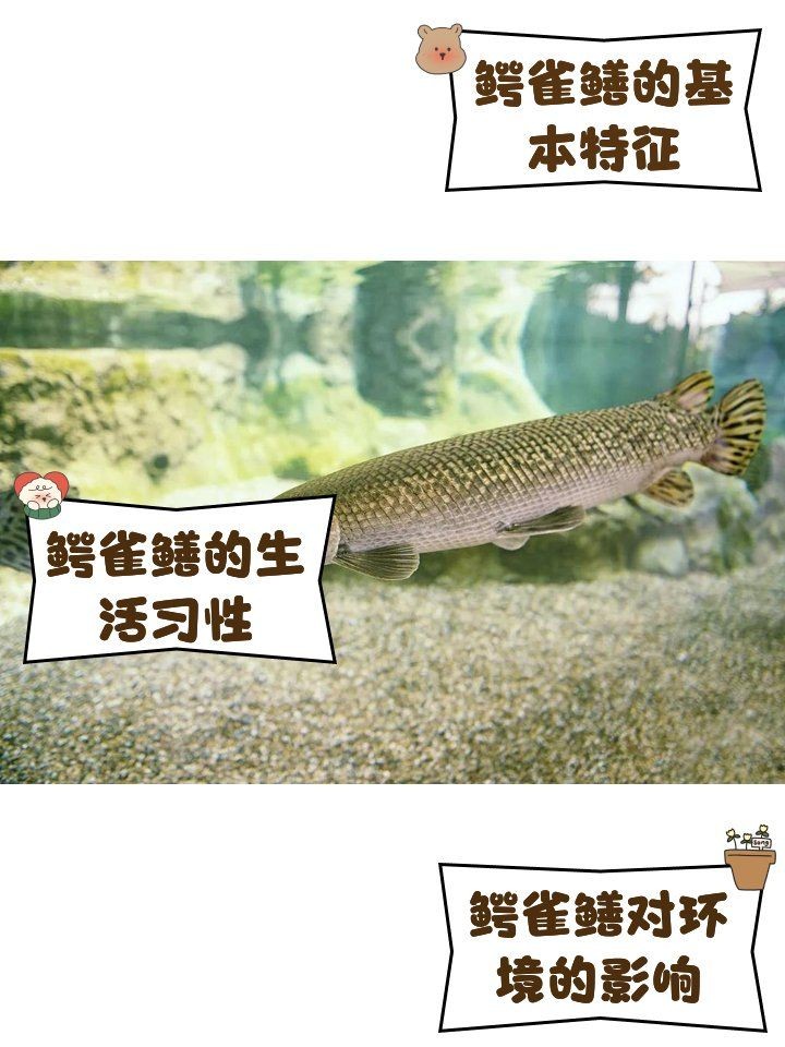 皇家火箭鱷雀鱔：“皇家火箭鱷雀鱔”成殘酷對比1,從生態(tài)哲學(xué)視覺奇觀