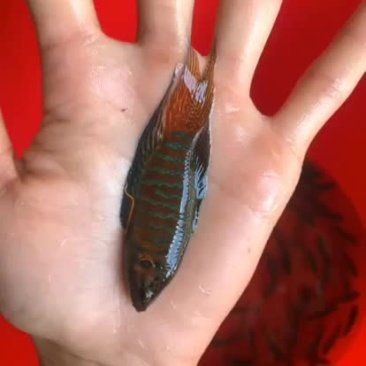 梅州魚缸批發市場：梅州魚缸批發市場是華南地區重要水族用品集散地