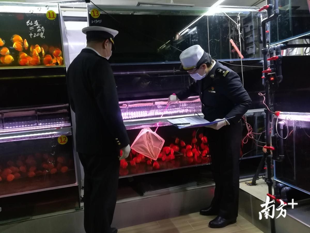 梅州魚缸批發市場：梅州魚缸批發市場是華南地區重要水族用品集散地