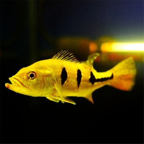 皇冠三間魚圖片：皇冠三間魚（*osphronemus*）
