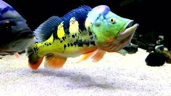 皇冠三間魚圖片：皇冠三間魚（*osphronemus*）