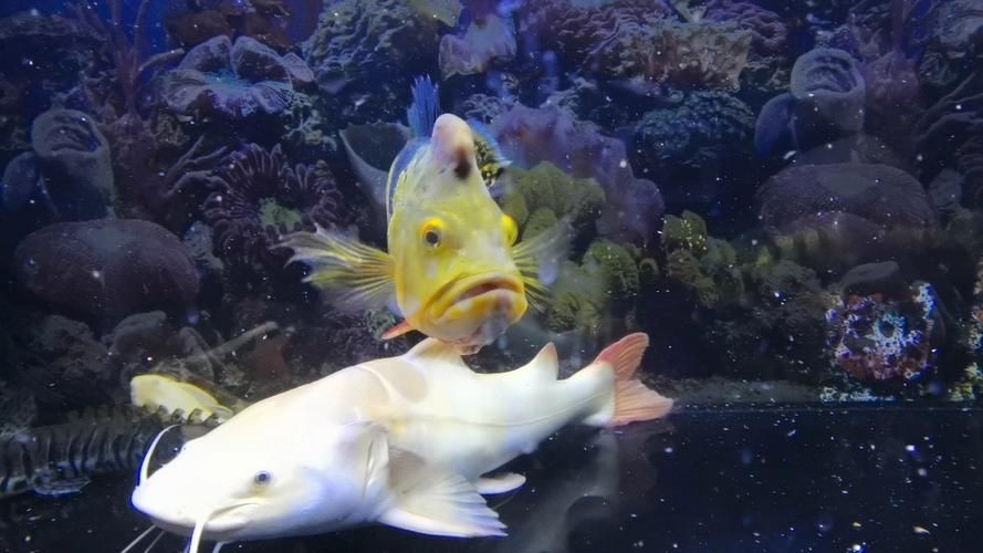 皇冠三間魚圖片：皇冠三間魚（*osphronemus*）
