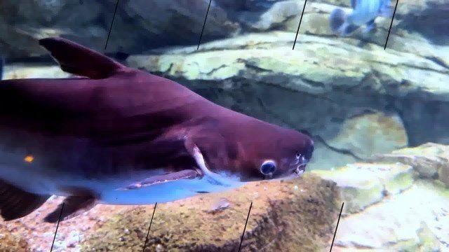 皇冠三間魚圖片：皇冠三間魚（*osphronemus*）