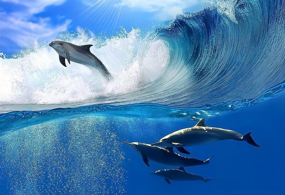 海豚和鯊魚外表的區別：海豚與鯊魚的區別