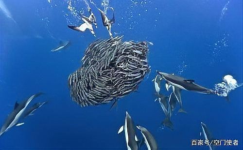 海豚和鯊魚外表的區別：海豚與鯊魚的區別