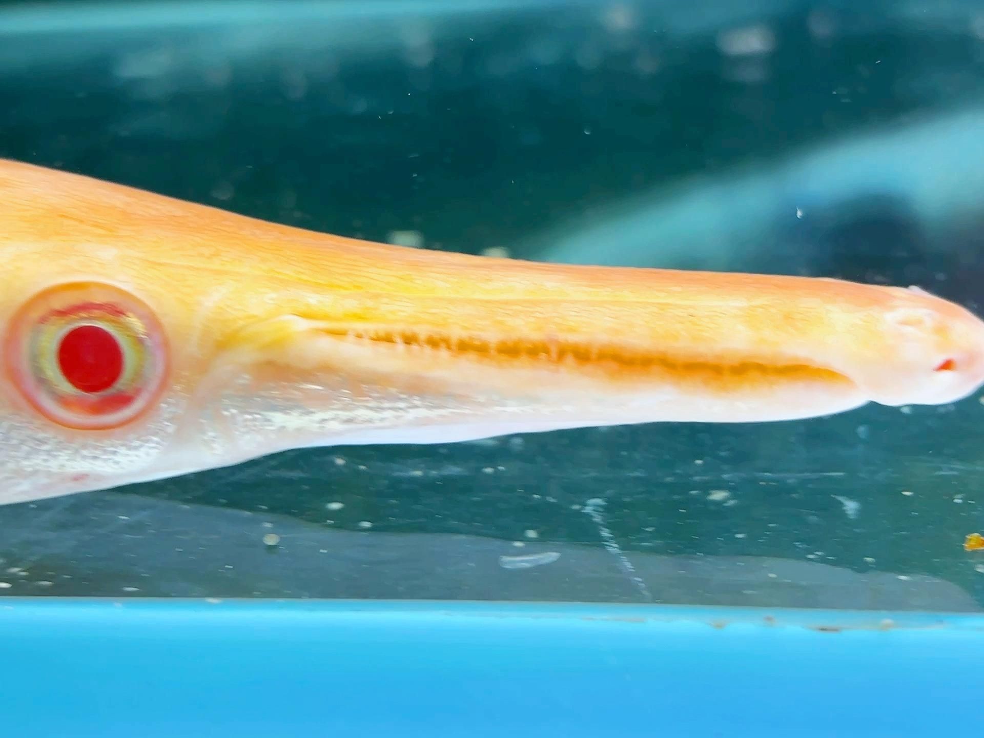 皇家火箭魚最值得買的品種：皇家火箭魚怎么養？
