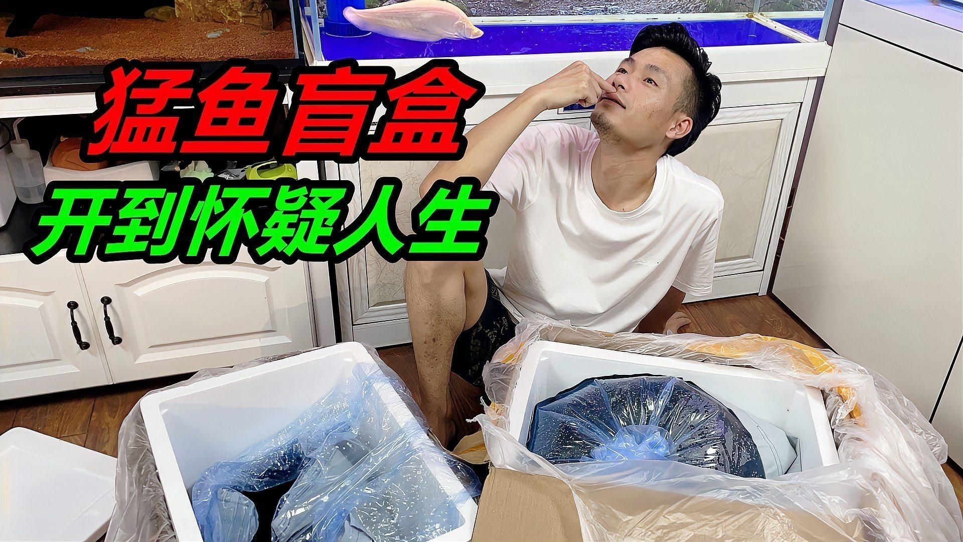 皇家火箭魚最值得買的品種：皇家火箭魚怎么養？