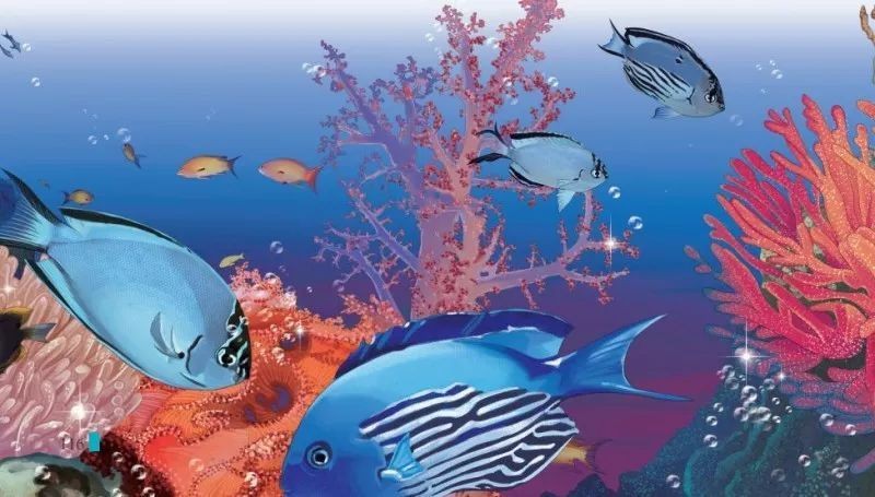 火焰精靈魚是什么魚：火焰精靈是什么魚？