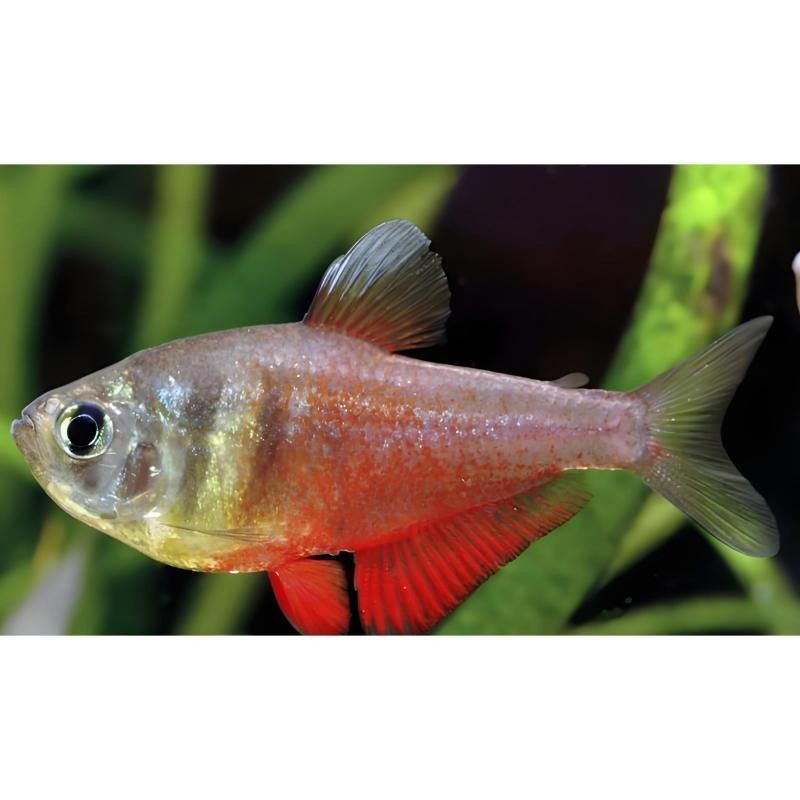 火焰精靈魚是什么魚：火焰精靈是什么魚？