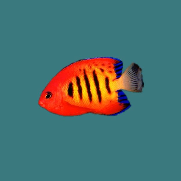 火焰精靈魚是什么魚：火焰精靈是什么魚？