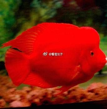 家里養財神魚好嗎：家里養什么魚風水好,你家魚養對了嗎