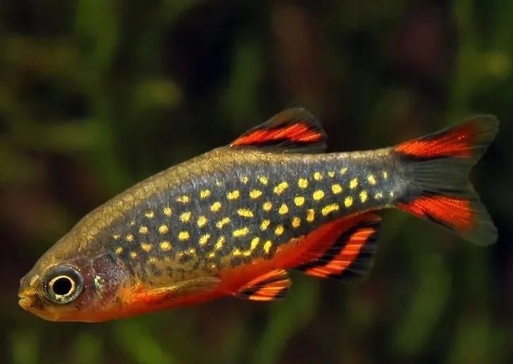 火翅金鉆燈魚最忌諱三個地方：火翅金鉆燈魚飼養三大核心禁忌