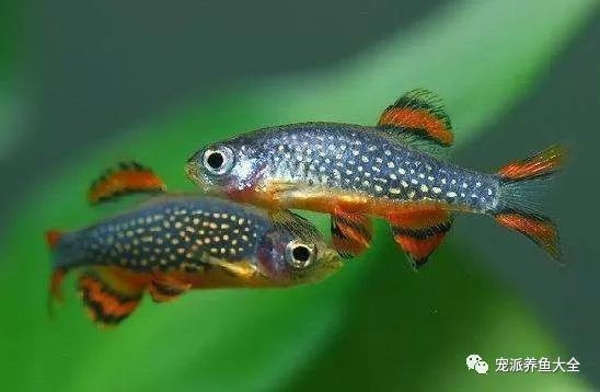 火翅金鉆燈魚最忌諱三個地方：火翅金鉆燈魚飼養三大核心禁忌