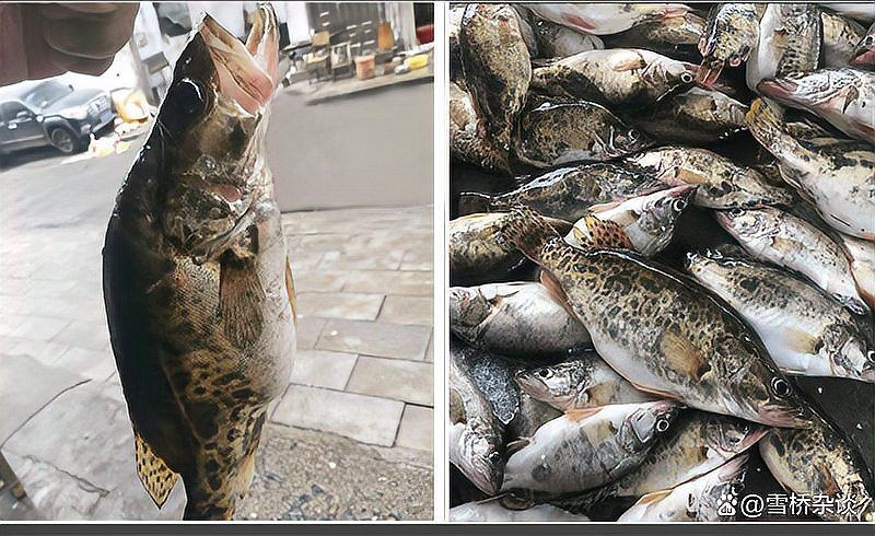 桂魚和老虎魚一樣嗎：如何區分桂魚和老虎魚